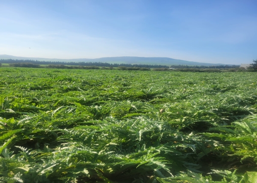 🌿 À Vendre – Terrain Agricole à Ain Ghalel - Bien immobilier à {"id":4,"country_id":219,"name":"BIZERTE","slug":"bizerte"} - Agence Immobilière immo\'in